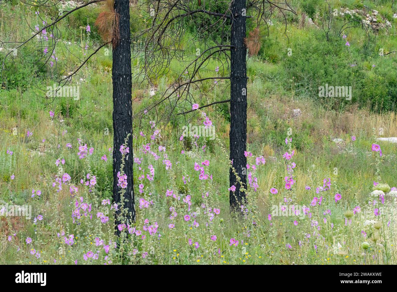 Il processo di successione ecologica in una foresta dopo un incendio nelle montagne della Giudea, vicino a Gerusalemme, Israele. Foto Stock