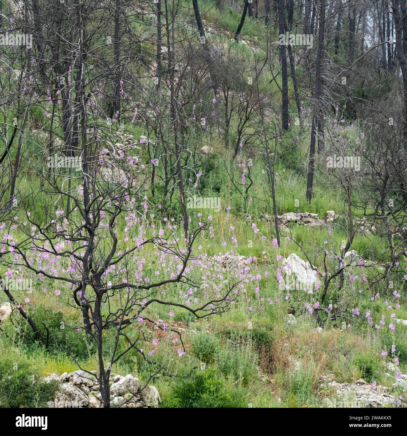 Il processo di successione ecologica in una foresta dopo un incendio nelle montagne della Giudea, vicino a Gerusalemme, Israele. Foto Stock