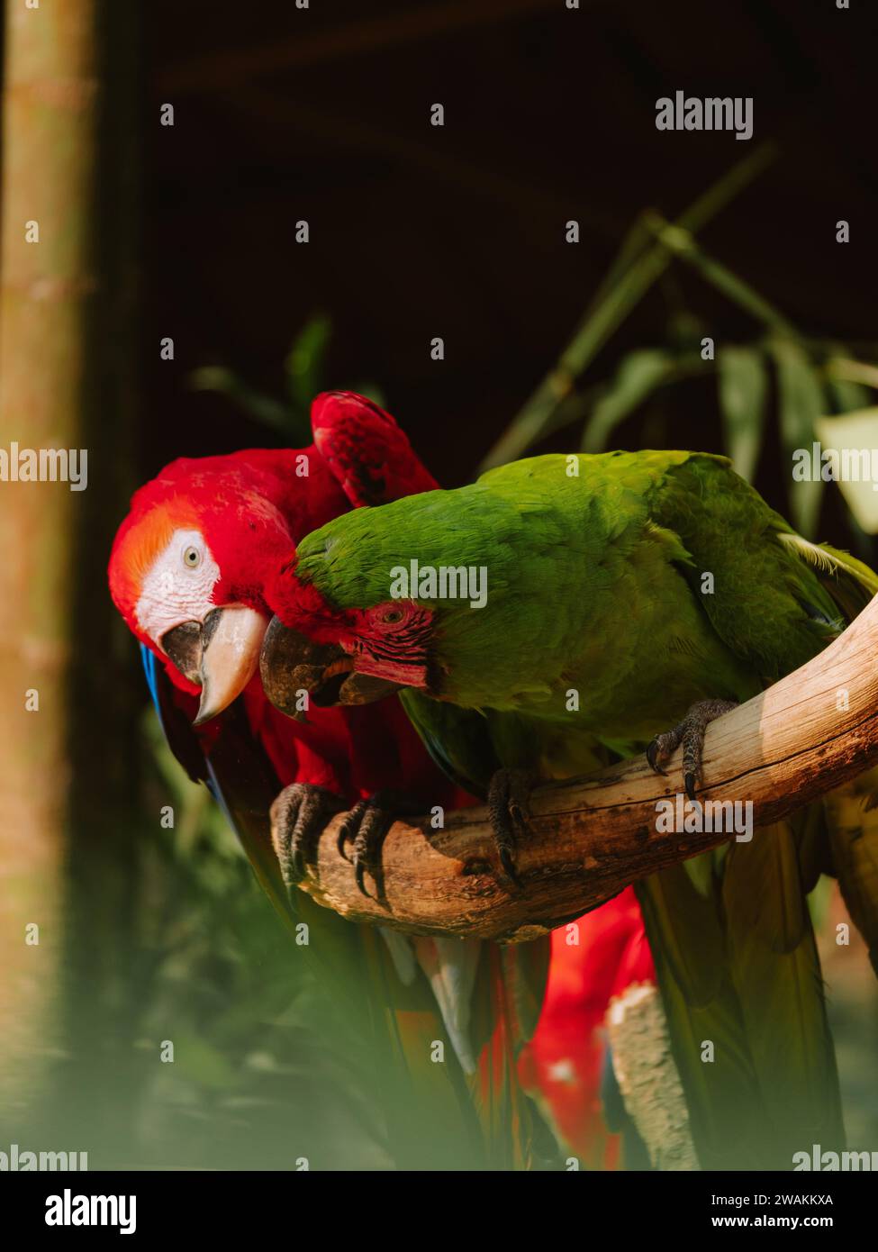 I due pappagalli tropicali con piume vivaci e colorate arroccati su un bastone di legno intemprato. Foto Stock