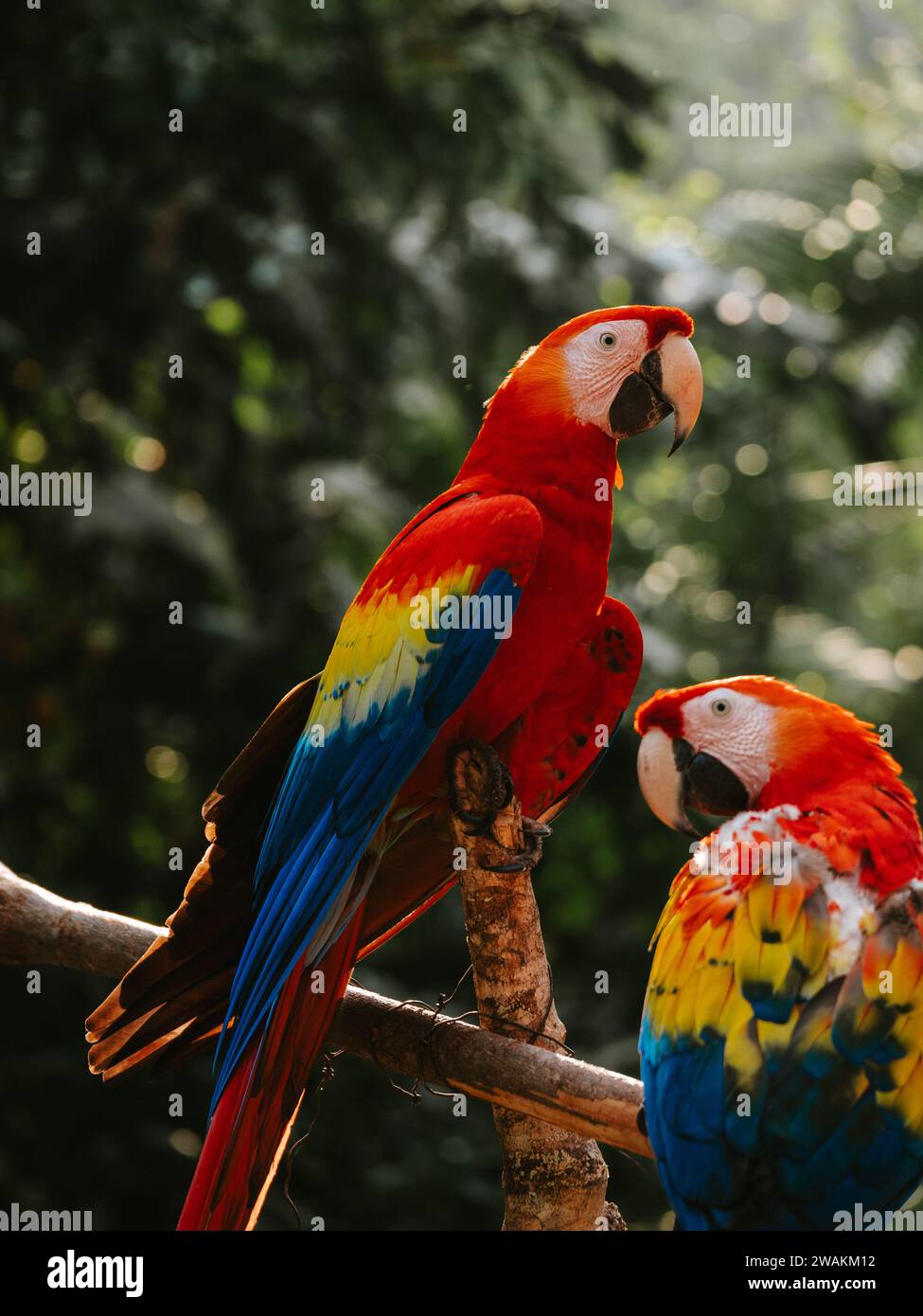 I due pappagalli tropicali con piume vivaci e colorate arroccati su un bastone di legno intemprato. Foto Stock
