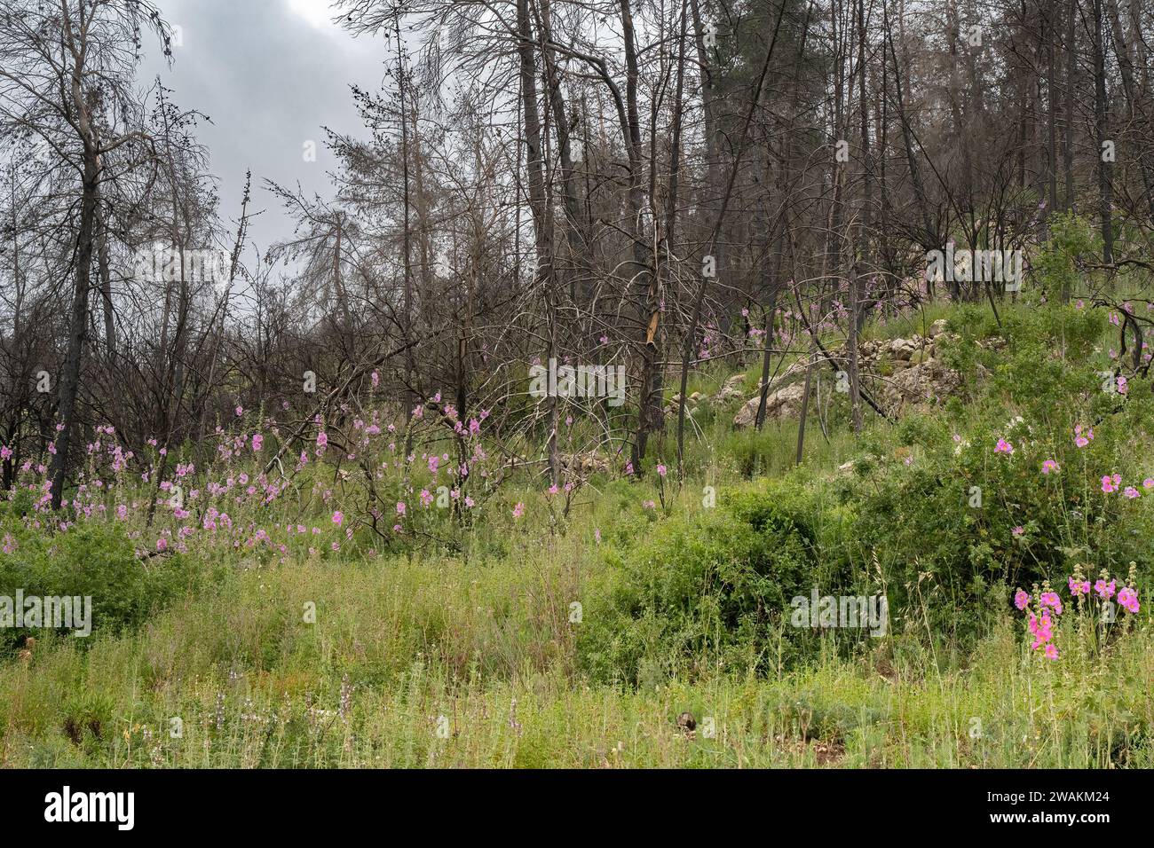 Il processo di successione ecologica in una foresta dopo un incendio nelle montagne della Giudea, vicino a Gerusalemme, Israele. Foto Stock