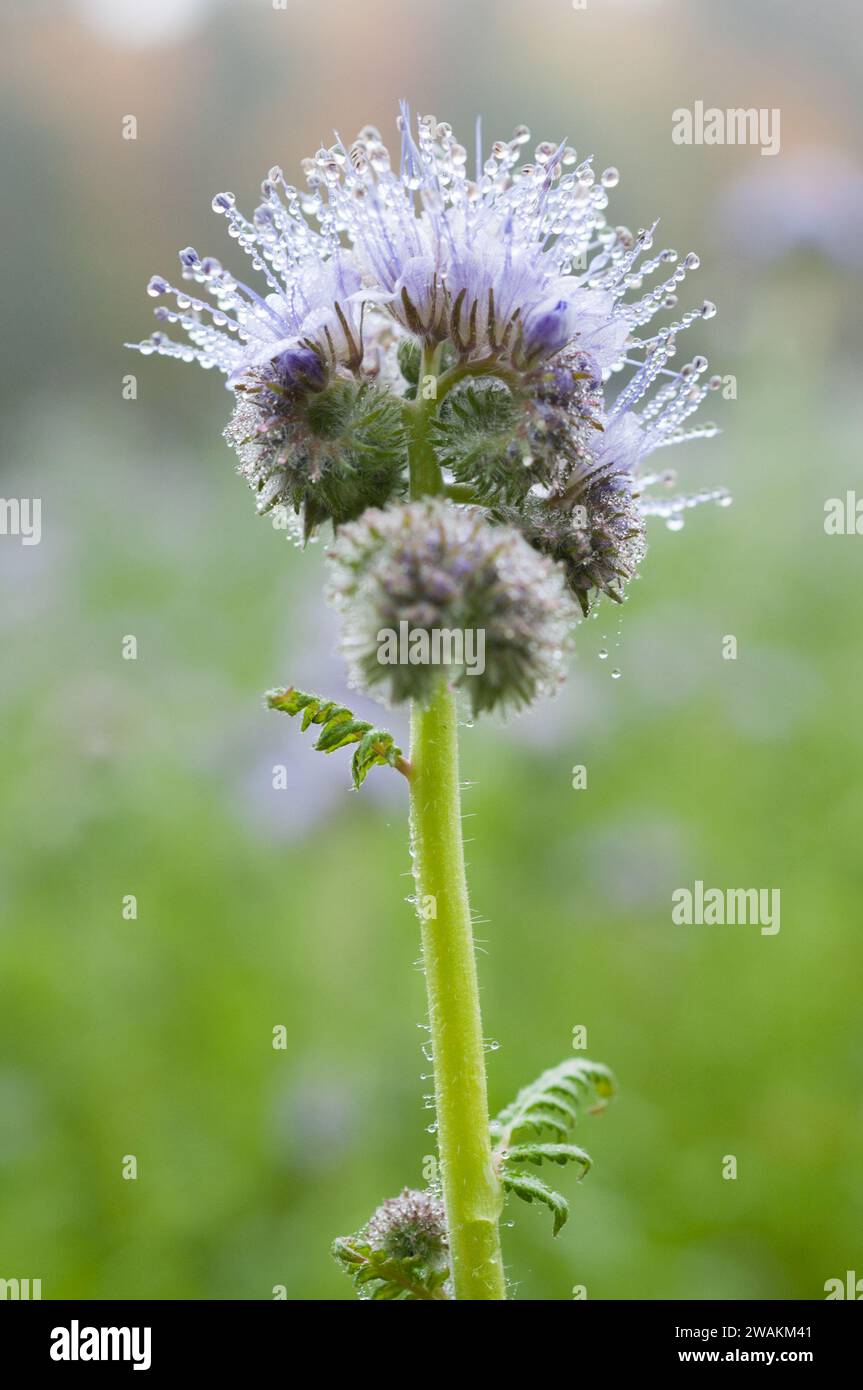 Un fiore di tuft (Phacelia) su terreni arabili della Germania meridionale Foto Stock