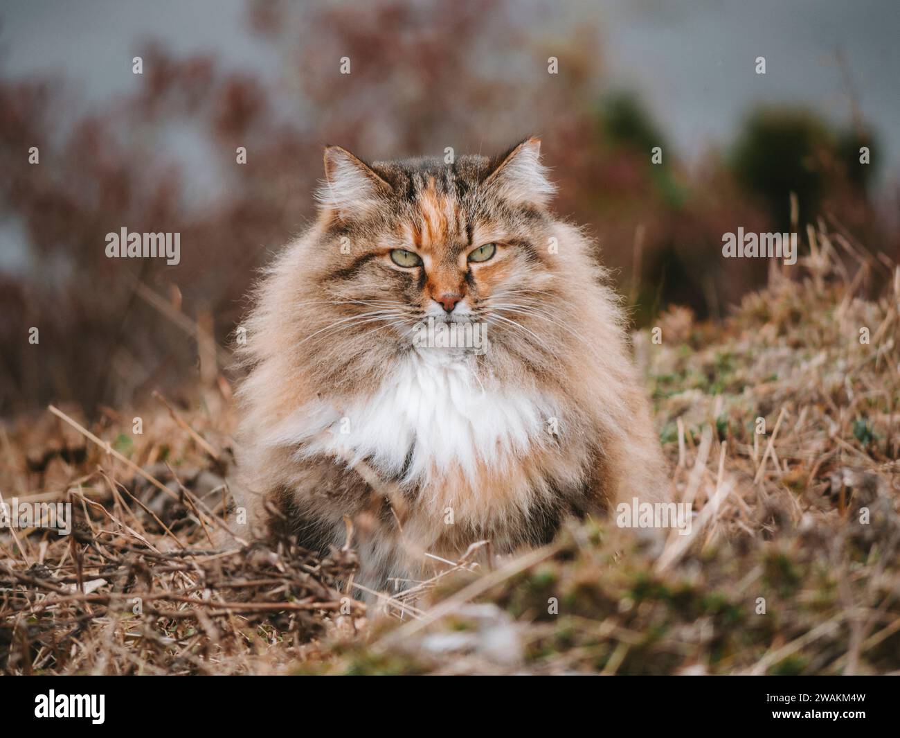 Un bellissimo gatto dai capelli lunghi con occhi gialli seduto in un campo di erba verde lussureggiante. Foto Stock