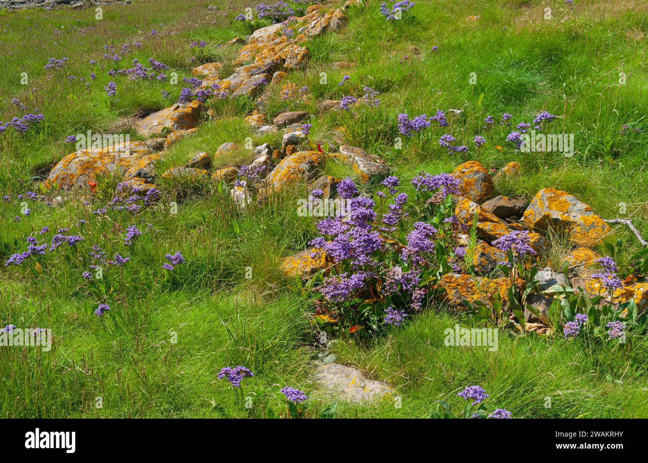 Vecchie difese marittime sulle rive dell'estuario del fiume Wyre vicino a Stalmine nel lancashire Foto Stock