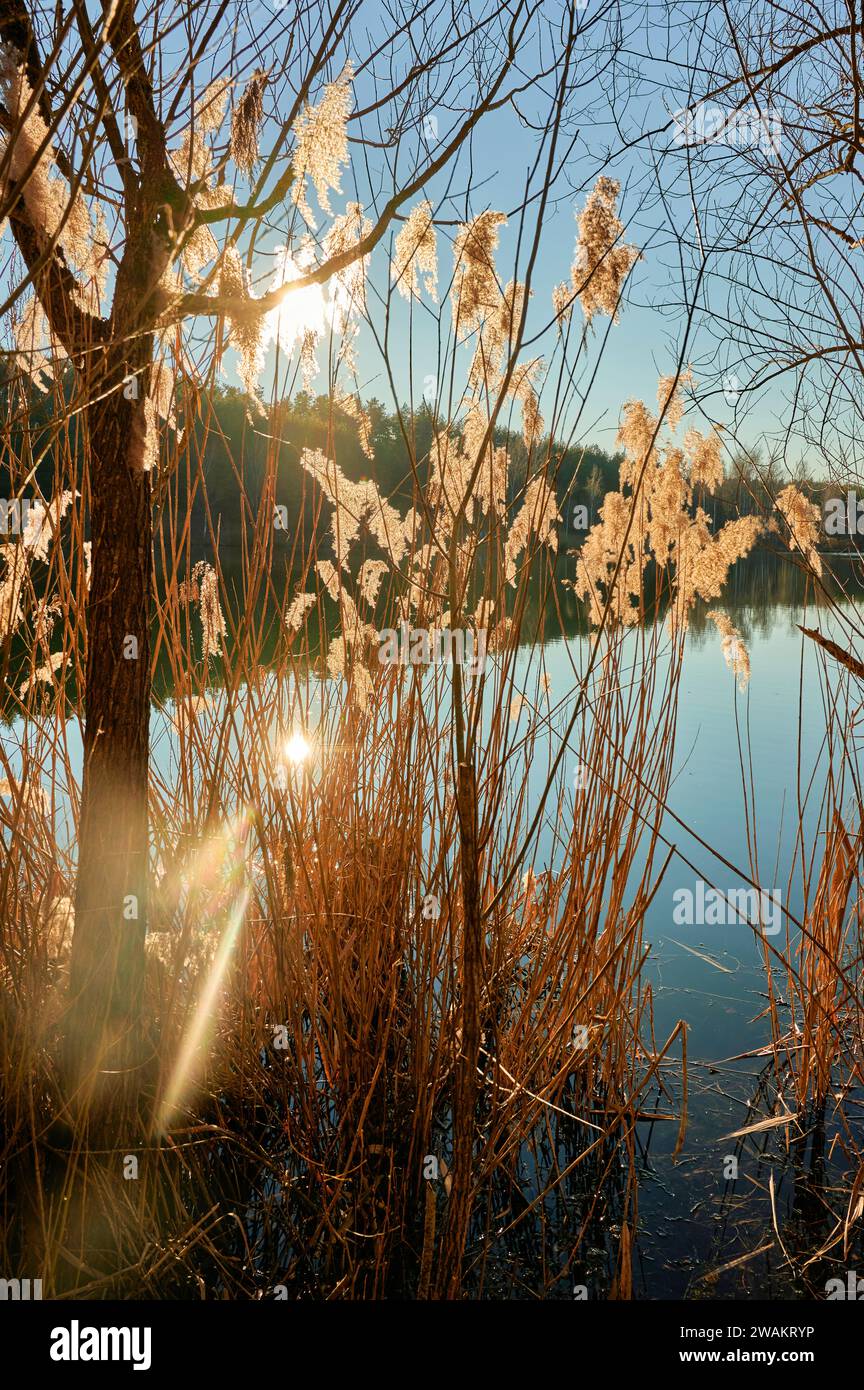 Canna filigrana nella retroilluminazione del sole serale con riflessi solari sulla riva del lago Foto Stock