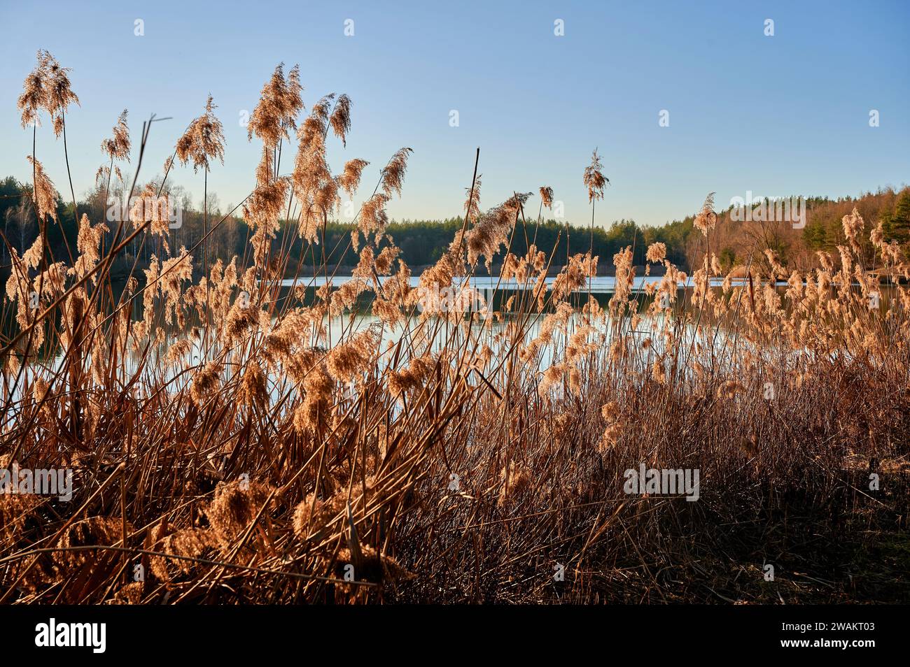 Canne di filigrana retroilluminate dal sole serale sulla riva del lago Foto Stock