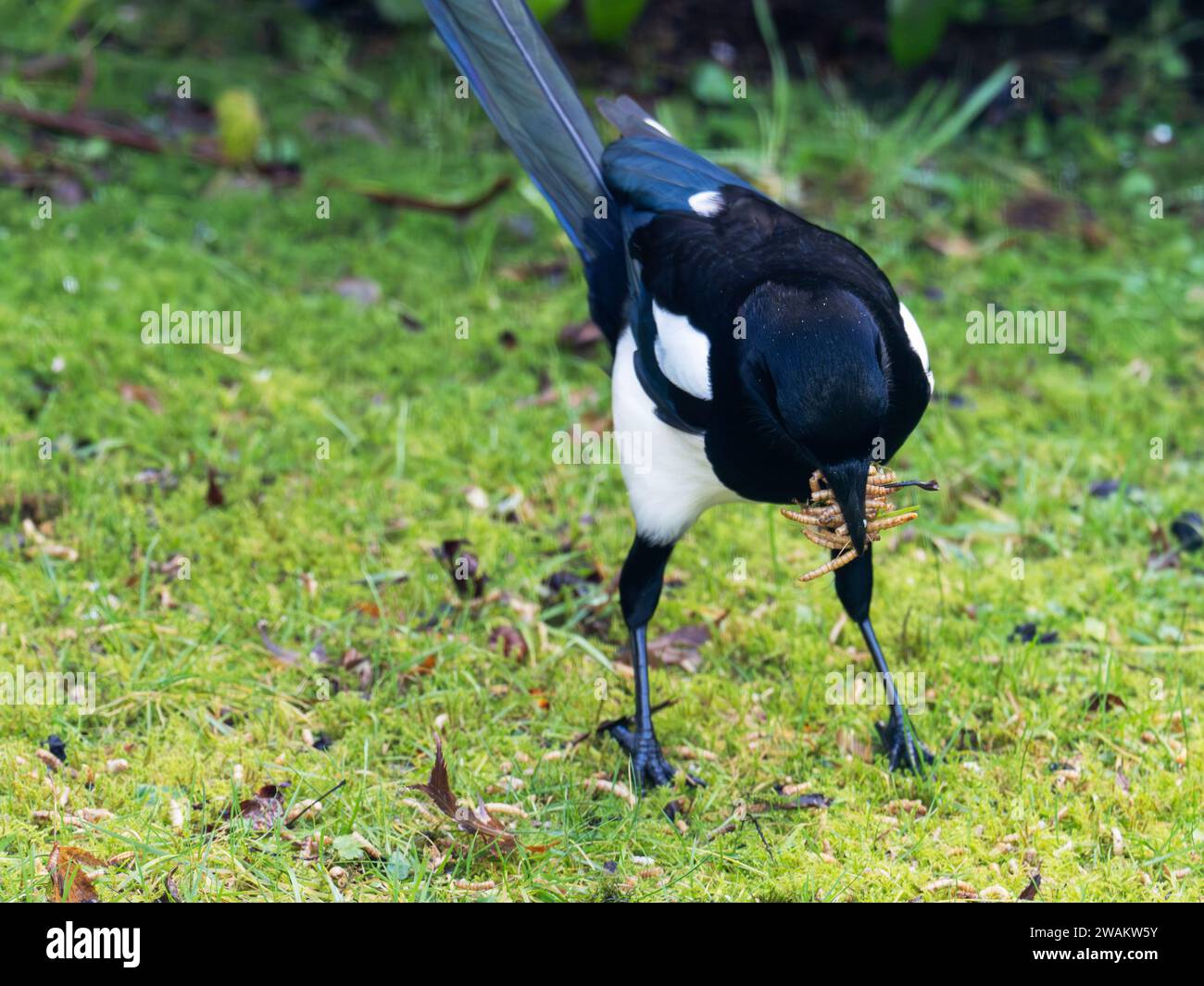 Una Magpie, Pica pica con vermi da pasto nel suo becco in un giardino ad Ambleside, Lake District, Regno Unito. Foto Stock