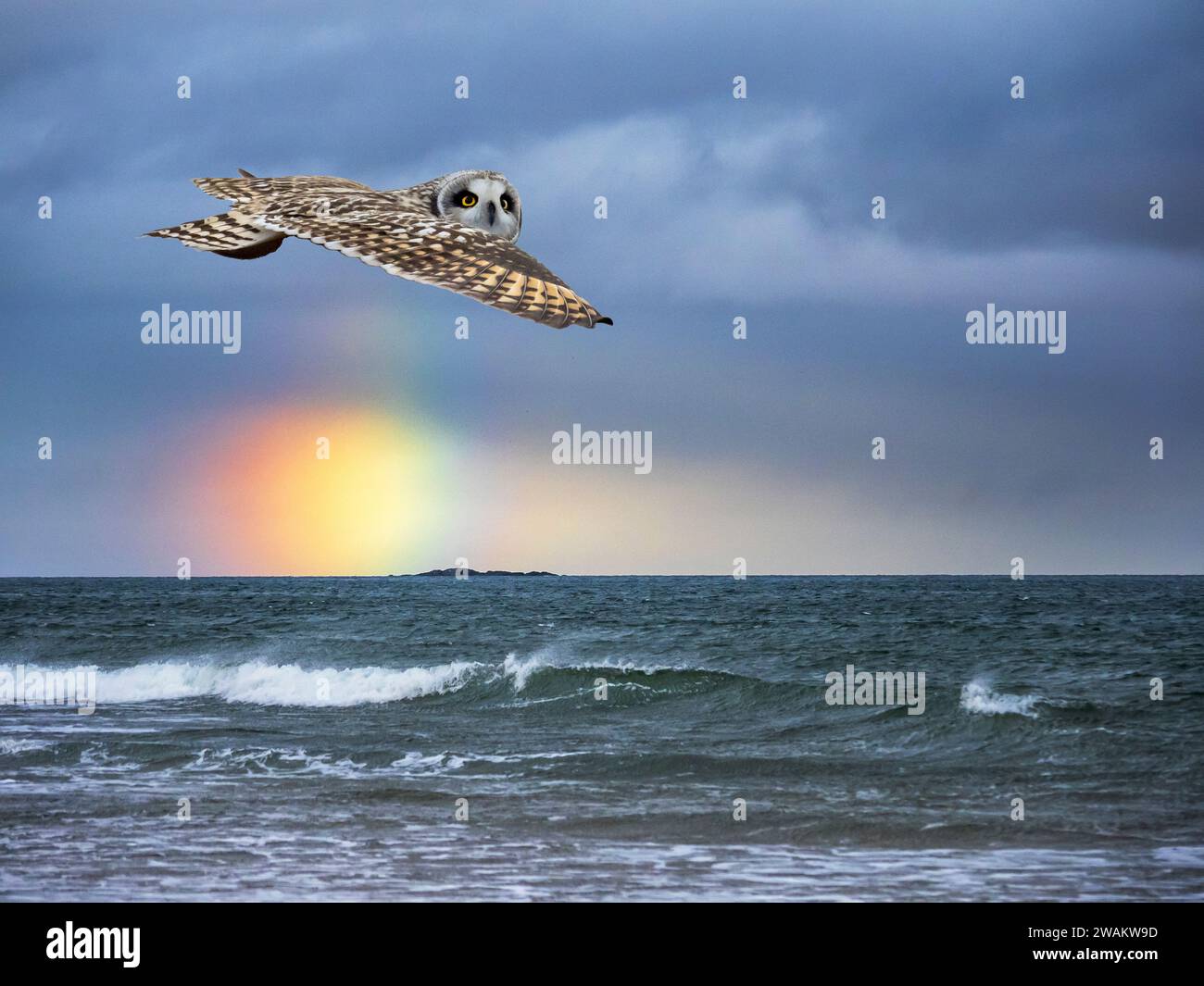 Un gufo dalle orecchie corte; un flammeo di Asio; e un arcobaleno sulle isole farne al largo di Bamburgh, Northumberland, Regno Unito. Foto Stock