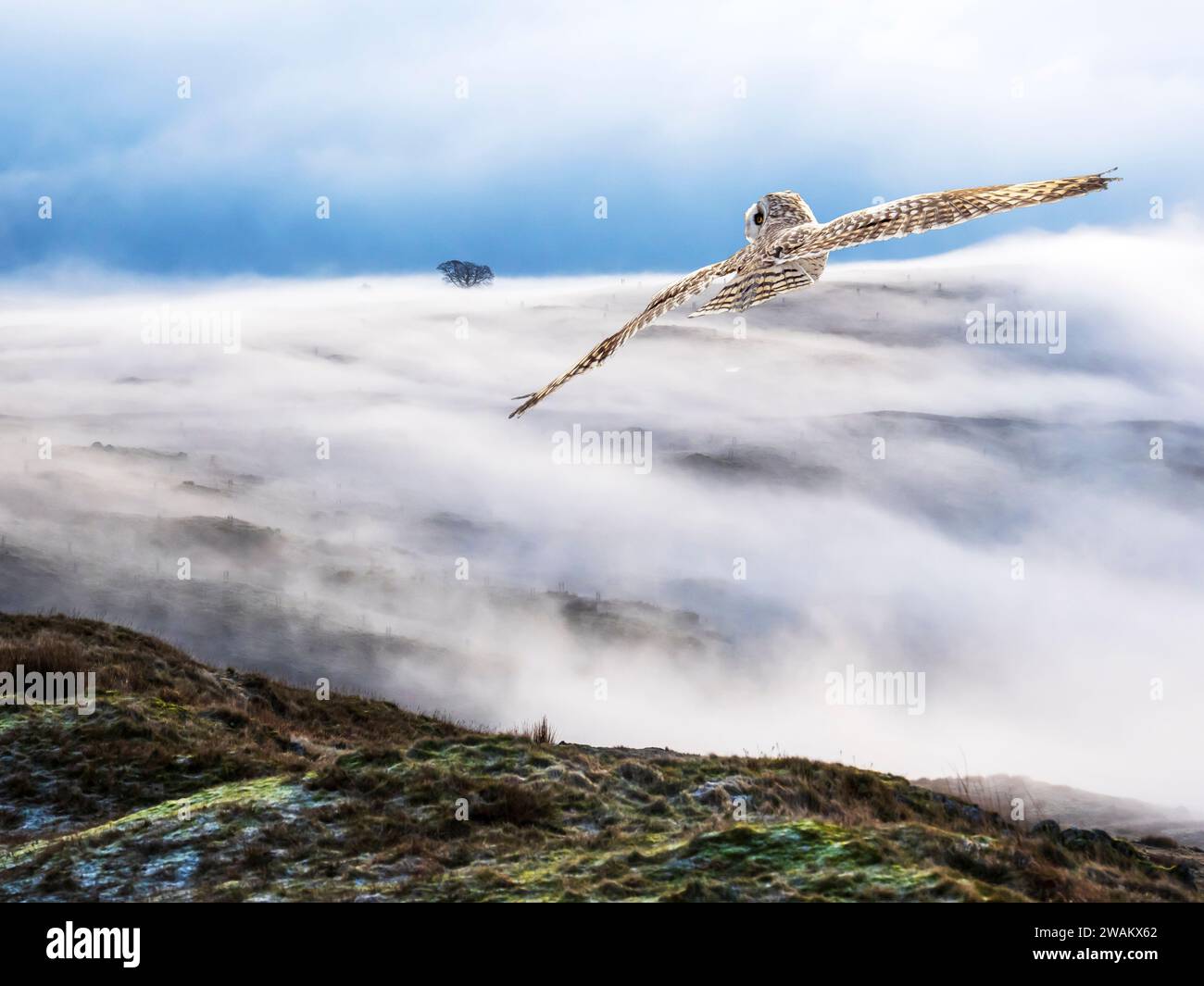 Un gufo dalle orecchie corte; un fenolo di Asio e una nebbia di valle da un'inversione di temperatura all'alba di Wansfell, Ambleside, Lake District, Regno Unito che si estende oltre un tre Foto Stock