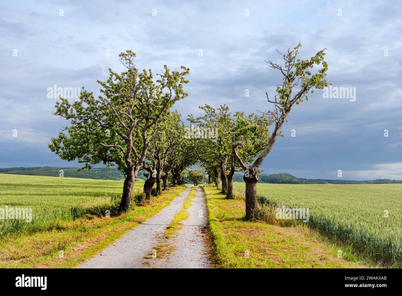 Paesaggio con viale dei ciliegi, vicino a Blankenburg, distretto di Harz, Sassonia-Anhalt, Germania, Europa Foto Stock
