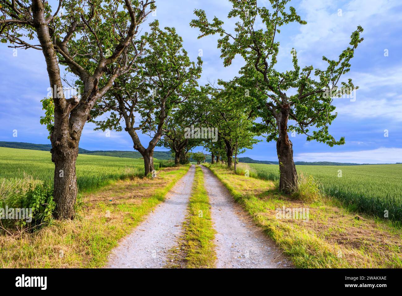 Paesaggio con viale dei ciliegi, vicino a Blankenburg, distretto di Harz, Sassonia-Anhalt, Germania, Europa Foto Stock