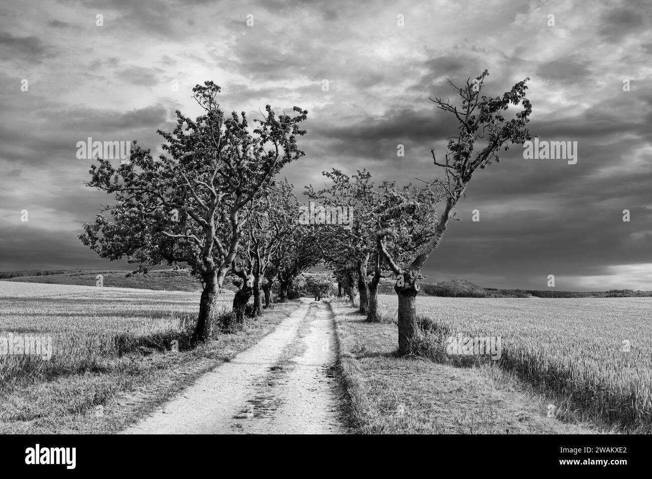Paesaggio con viale dei ciliegi, vicino a Blankenburg, distretto di Harz, Sassonia-Anhalt, Germania, Europa Foto Stock
