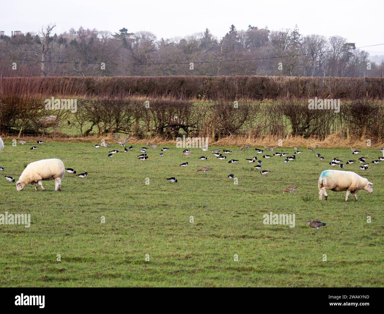 Oystercatcher, Haematopus ostralegus and Curlew, Numenius arquata Feeding in a filed near Ulverston, Cumbria, UK. Foto Stock