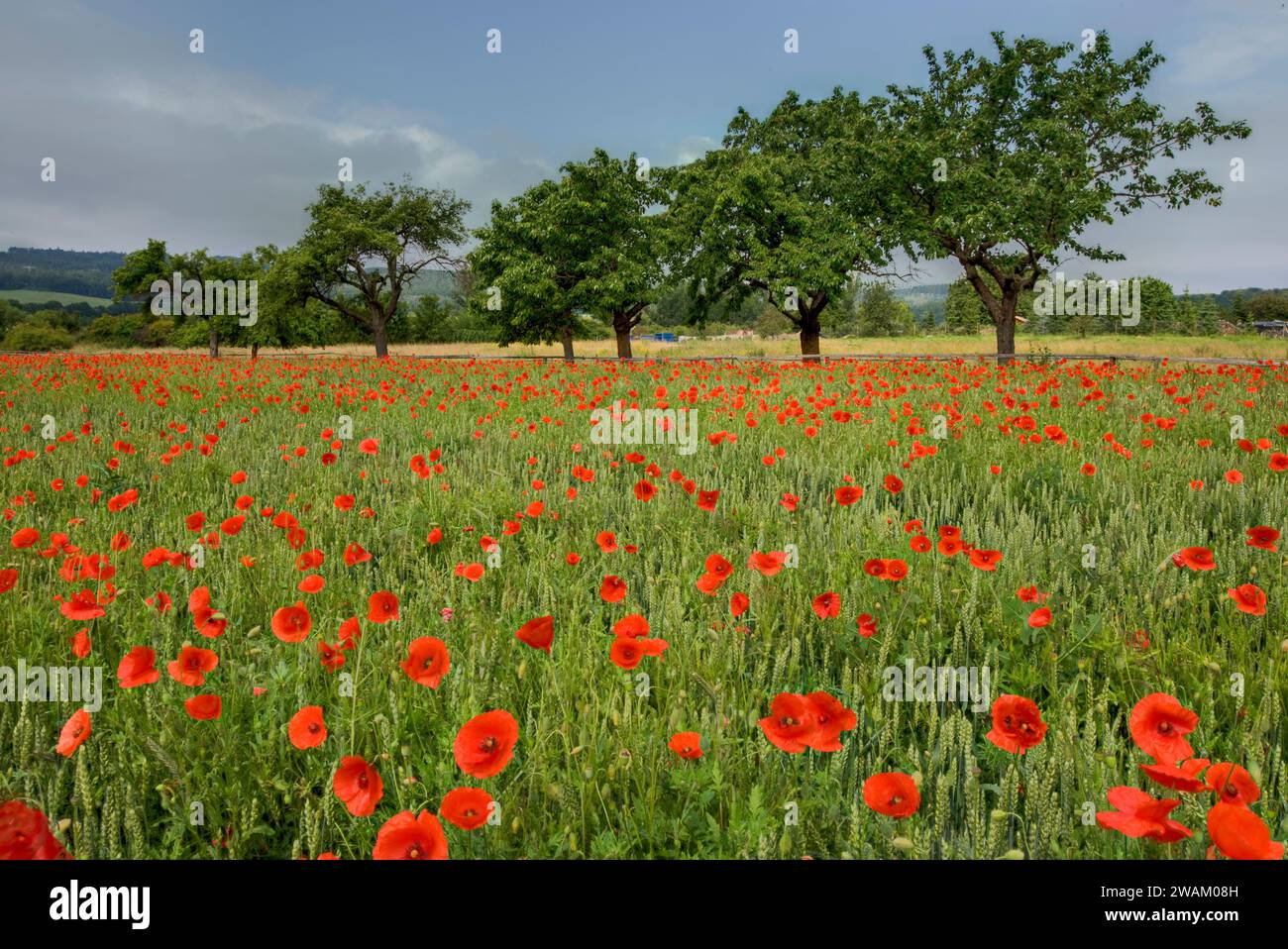 Papavero rosso comune, distretto di Harz, Sassonia-Anhalt, Germania, Europa Foto Stock