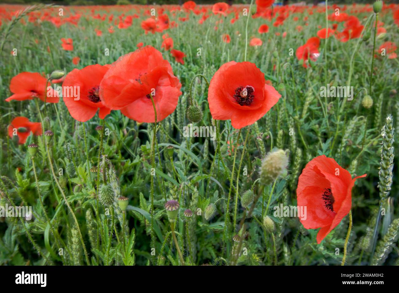 Papavero rosso comune, distretto di Harz, Sassonia-Anhalt, Germania, Europa Foto Stock