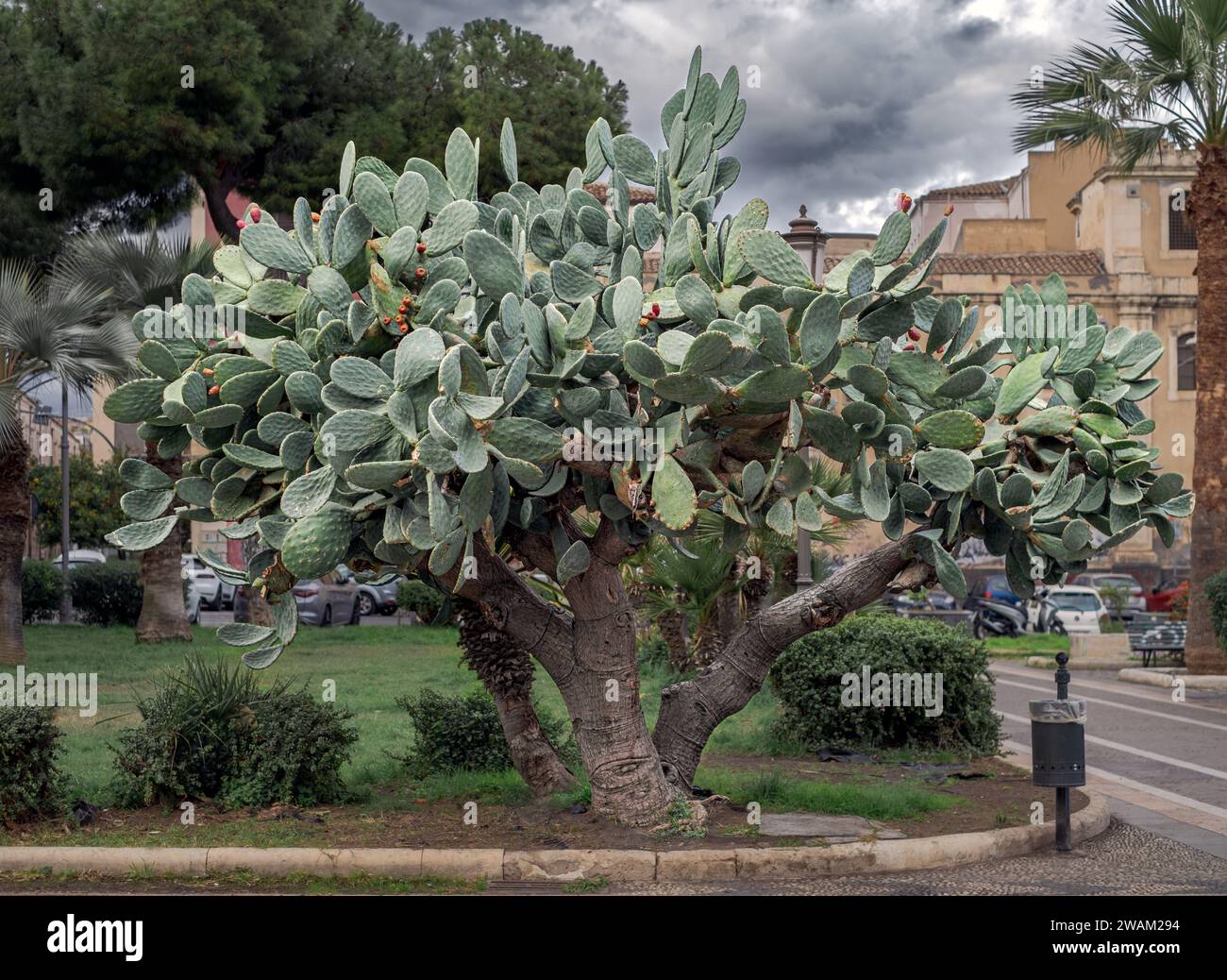 Vecchia pianta di fico d'India gigante (Opuntia ficus indica) in un giardino nel centro di Catania, Sicilia, Italia Foto Stock