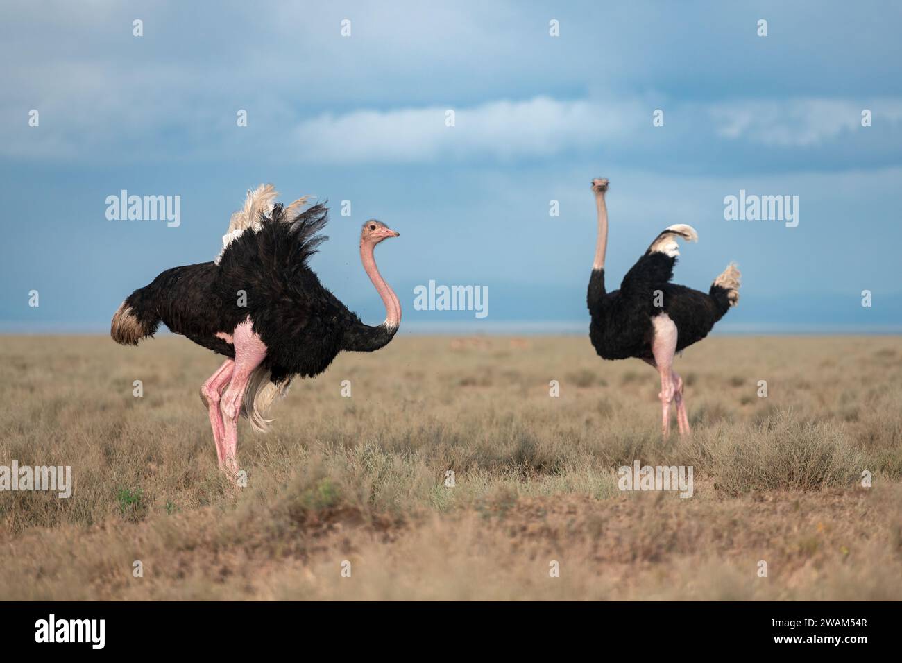Immagine dell'habitat di due struzzi maschili che sventolano le loro ali per sbarazzarsi di mosche che si librano su di loro nella zona di conservazione di Ndutu, Tanzania Foto Stock