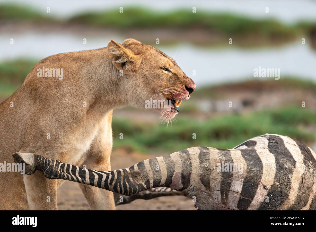 Vista laterale del volto sanguinoso di una leonessa che si nutre di una nuova uccisione di zebre al Serengeti National Park, Tanzania Foto Stock