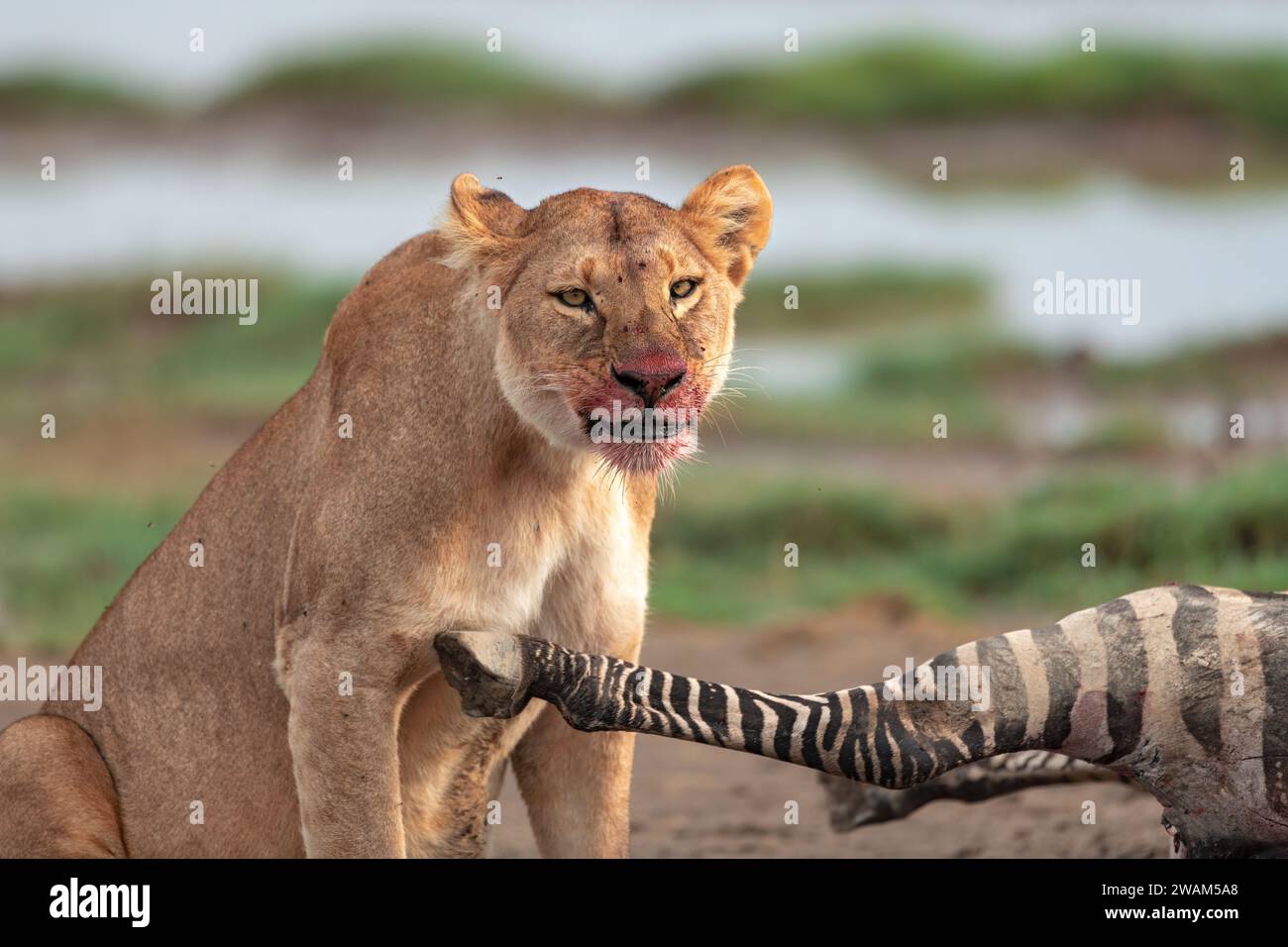 Vista frontale del volto sanguinoso di una leonessa che si nutre di una nuova uccisione di zebre al Serengeti National Park, Tanzania Foto Stock
