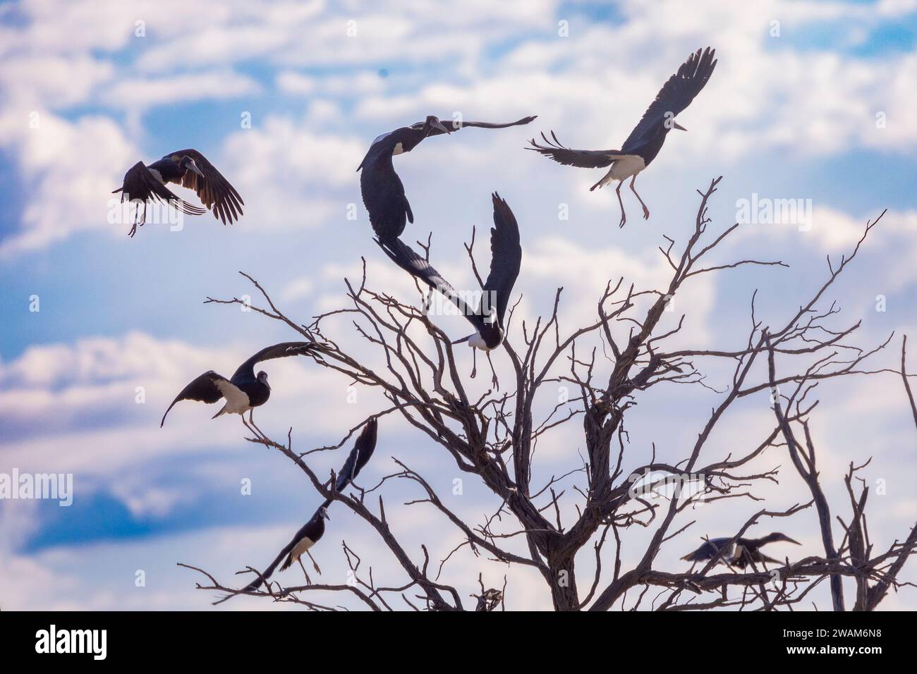 La cicogna di Abdim (Ciconia abdimii) che vola dalla torre all'alba, Kgalagadi Transborder Park, Kalahari, Sudafrica Foto Stock