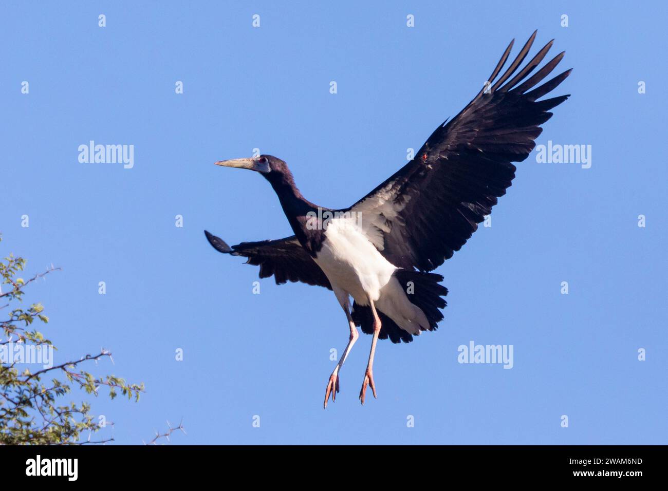 Ciconia abdimii (Ciconia abdimii) in volo, Kgalagadi Transborder Park, Kalahari, Sudafrica Foto Stock