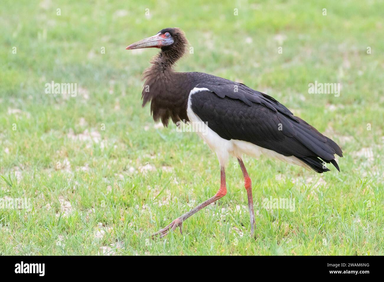 Cicogna di Abdim (Ciconia abdimii), Parco transfrontaliero di Kgalagadi, Kalahari, Sudafrica Foto Stock