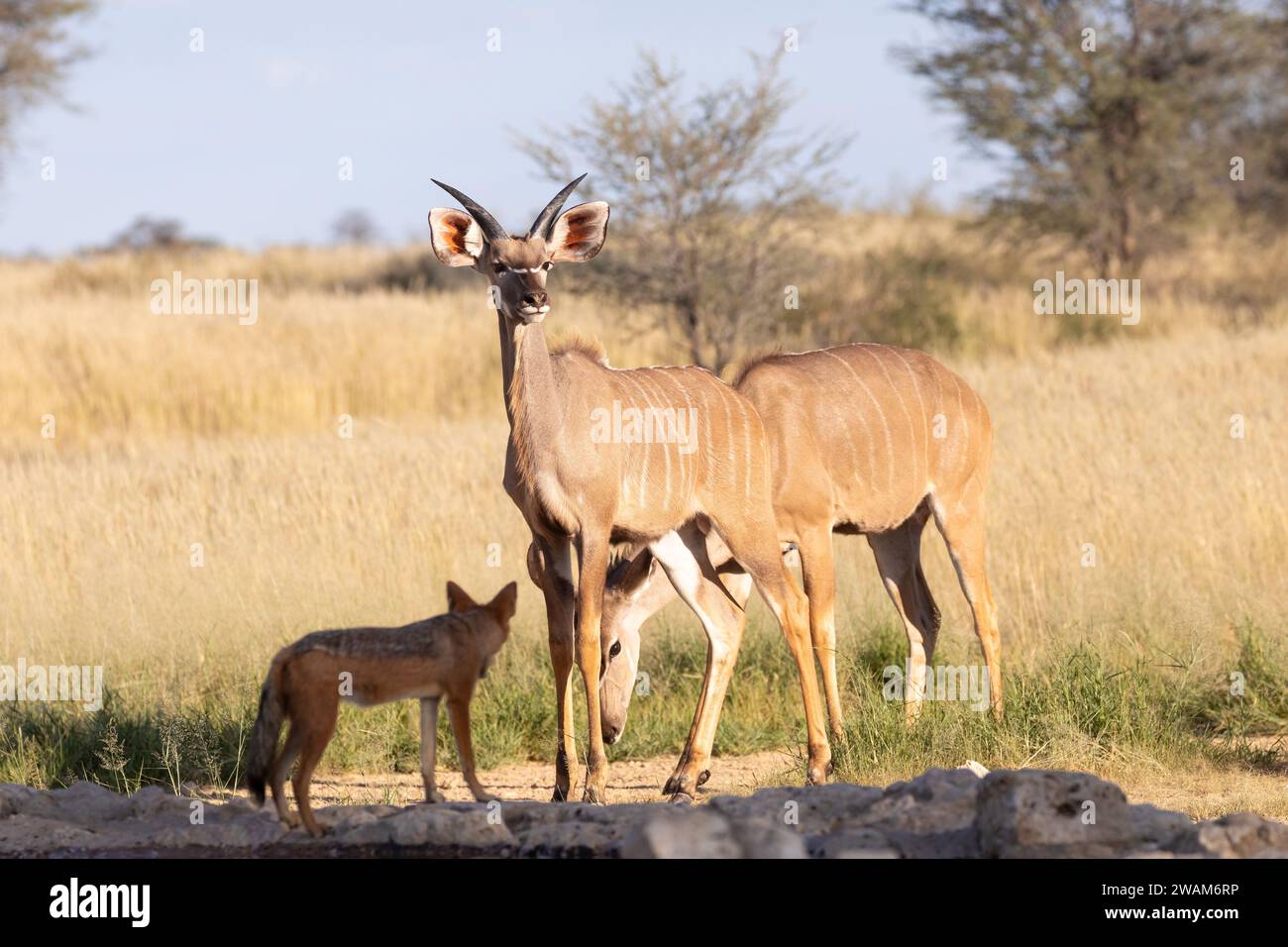 Grande vacca Kudu (Tragelaphus strepsiceros) con maschio sub-adulto alla pozza d'acqua con Jackal dal retro nero, Kgalagadi Transborder Park, Kalahari, Norther Foto Stock
