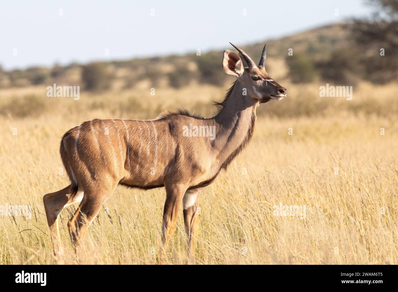 Greater Kudu (Tragelaphus strepsiceros) giovane toro sub-adulto, Kgalagadi Transborder Park, Kalahari, Capo settentrionale, Sudafrica Foto Stock
