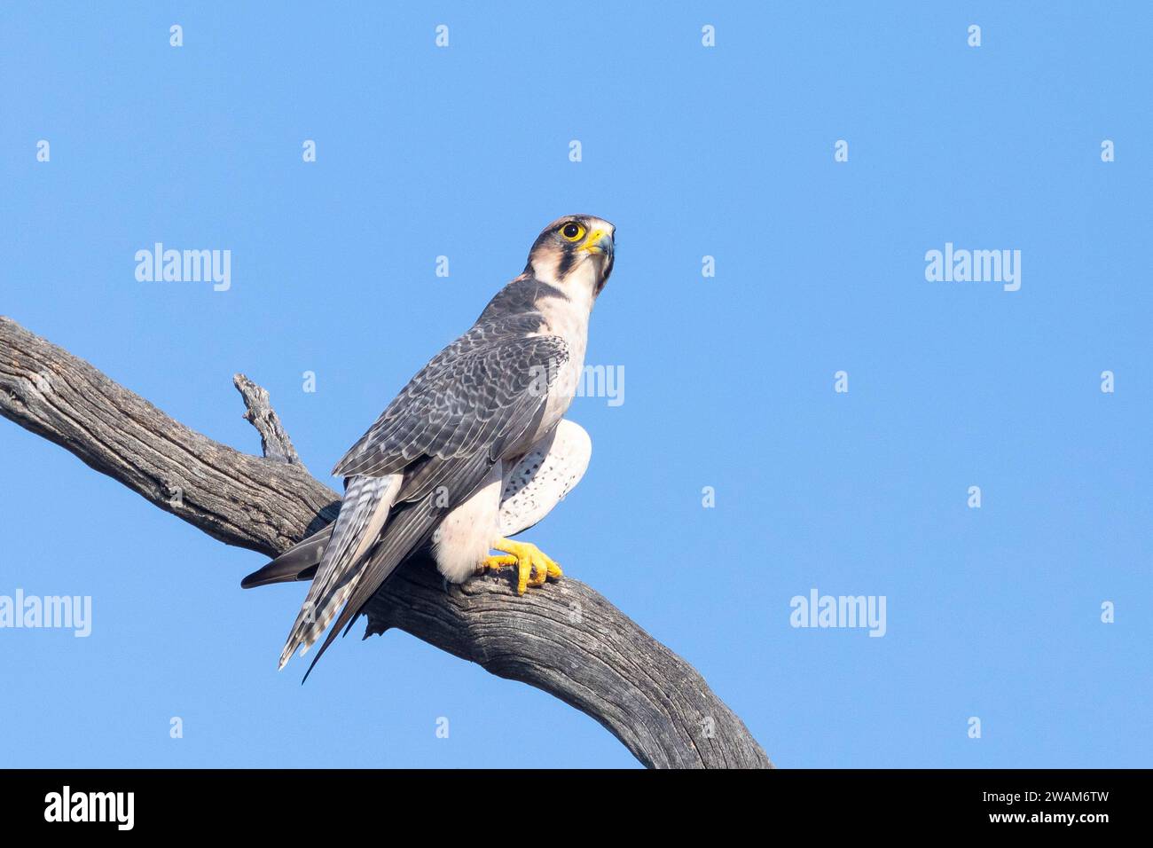 Lanner Falcon (Falco biarmicus), Kgalagadi Transborder Park, Kalahari, Capo settentrionale, Sudafrica Foto Stock