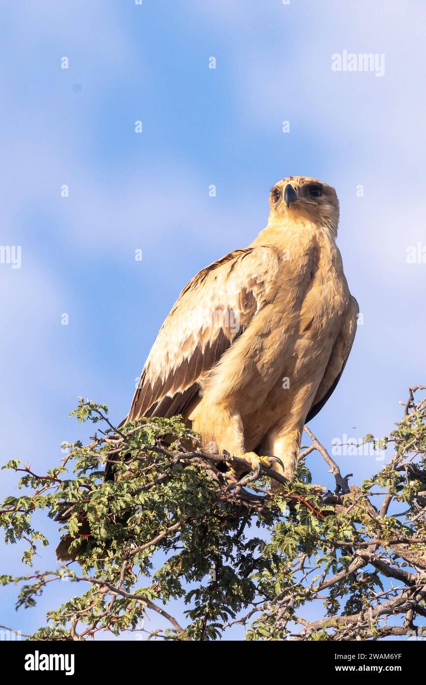 Pale Morph Tawny Eagle (Aquila rapax) Kgalagadi Transborder Park, Kalahari, Capo settentrionale, Sudafrica Foto Stock
