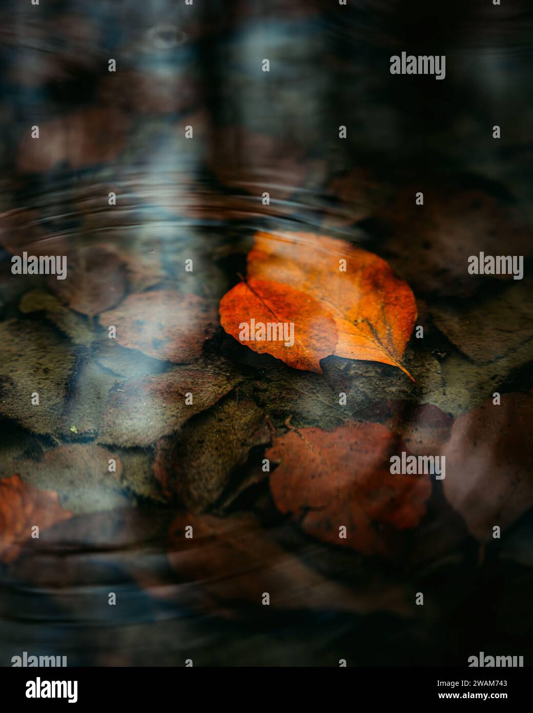 Una vivace foglia autunnale che galleggia sulla superficie di un lago pieno di foglie cadute. Foto Stock