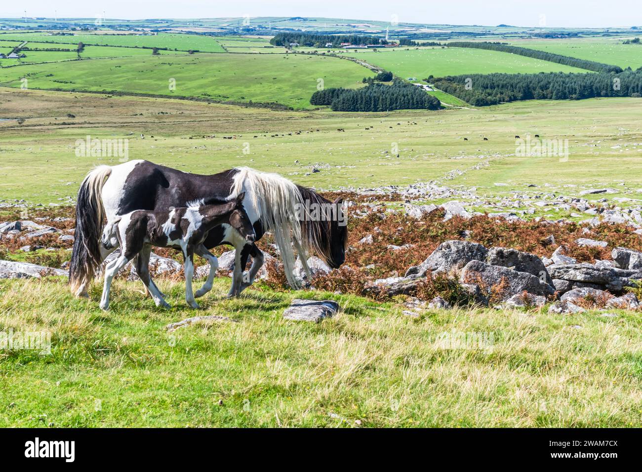 Cavalli selvaggi a Bodmin Moor in Cornovaglia, Inghilterra. Vista su Rough Tor, il secondo punto più alto della Cornovaglia. Foto Stock
