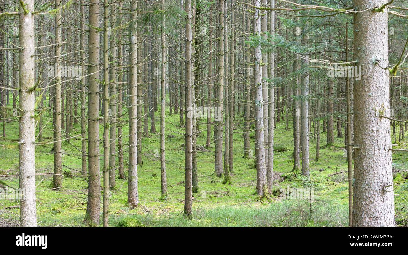 Una monocultura di abeti rossi nella Foresta Nera manca di diversità naturale. Silvicoltura in transizione. Foto Stock