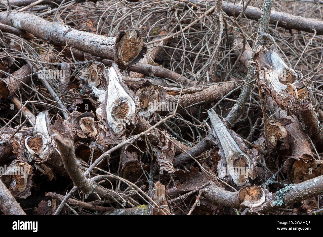 Rami in un disordine armonioso in un mucchio, disordine naturale nel cuore della foresta. Foto Stock