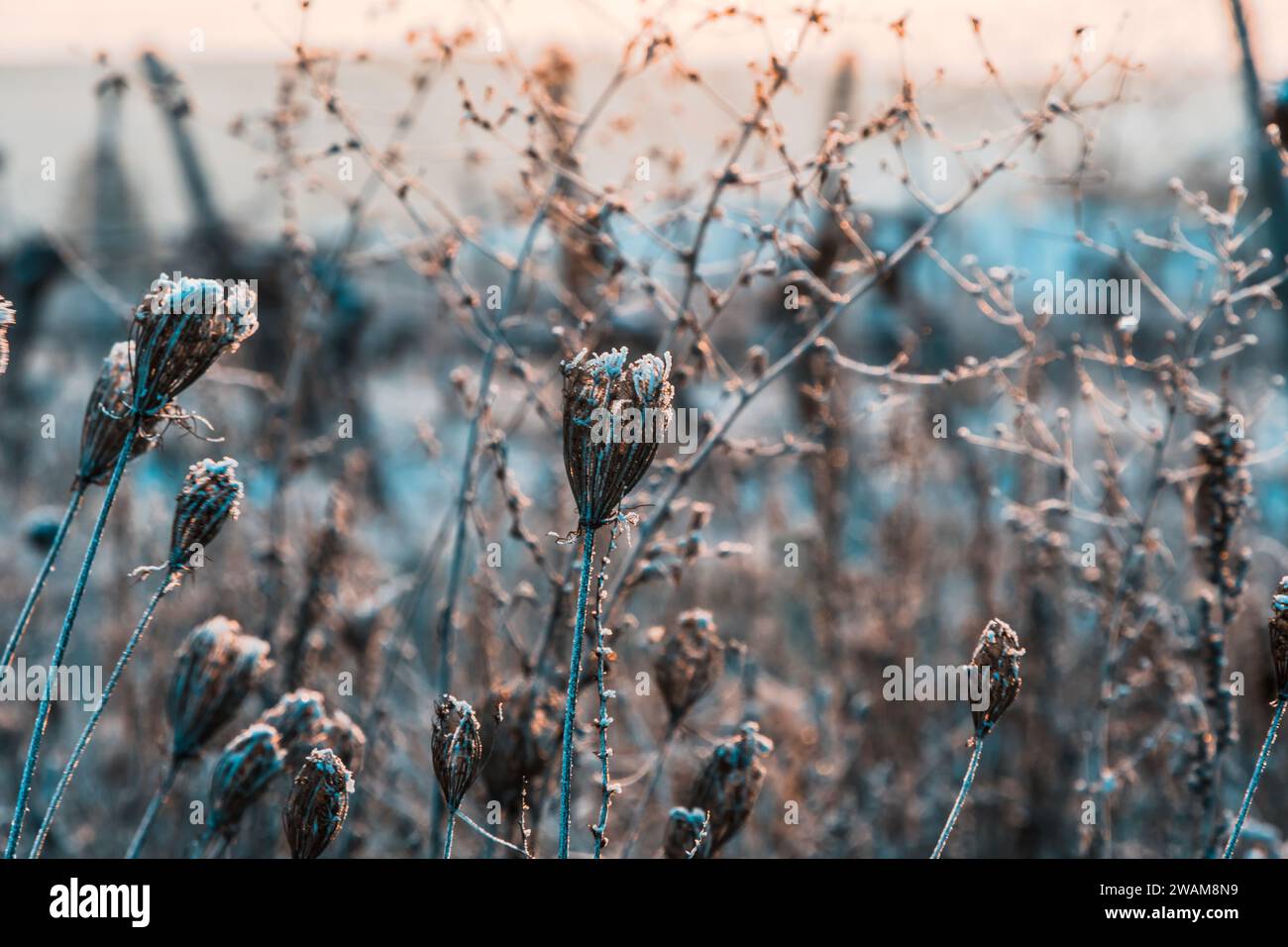 Piante secche ed erbe innevate in una gelida e soleggiata mattinata invernale all'aperto Foto Stock
