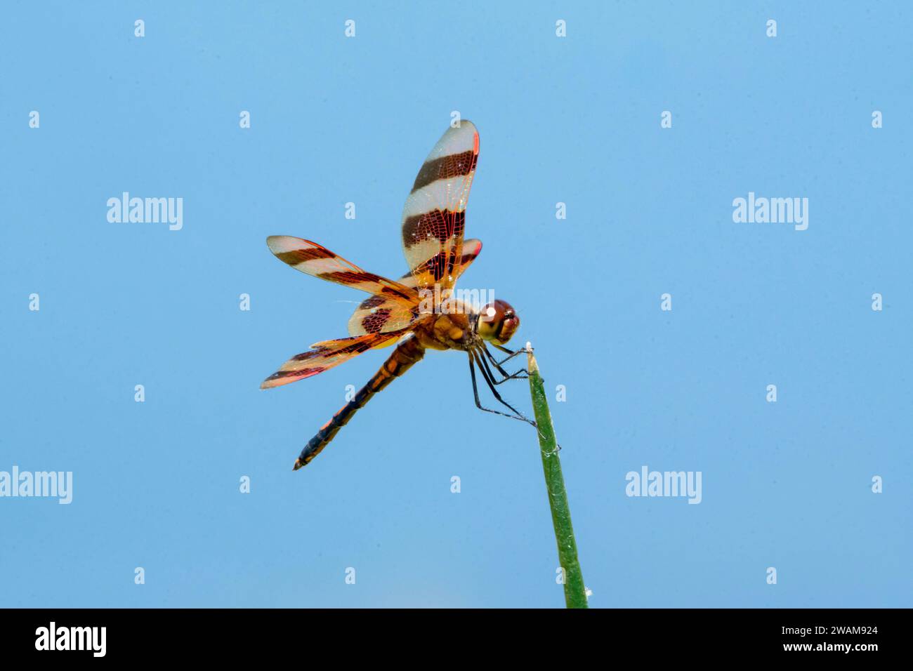 Dragonfly atterra su una lama d'erba Foto Stock
