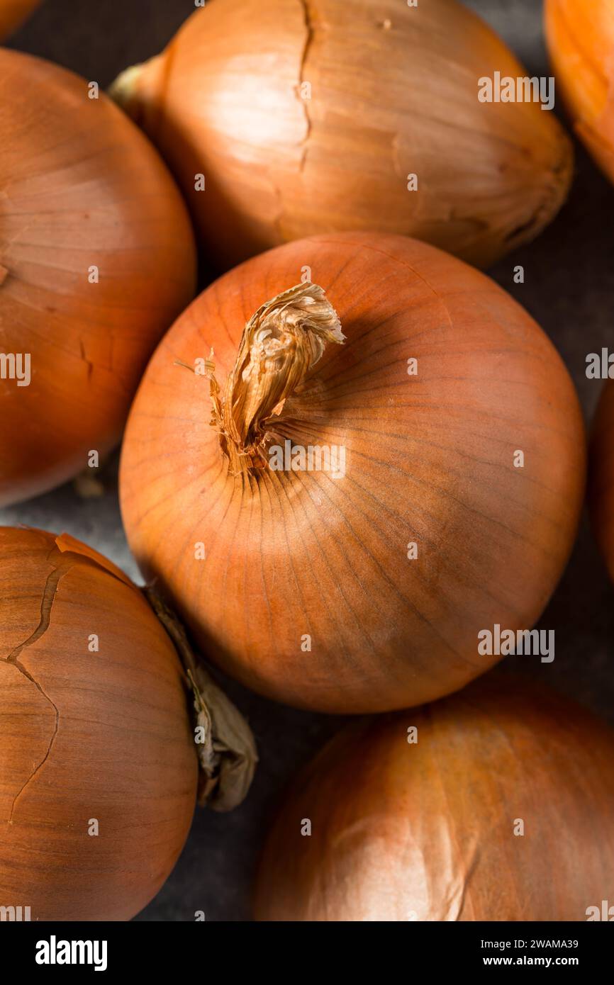 Cipolle grezze organiche di colore giallo marrone in un mazzo Foto Stock