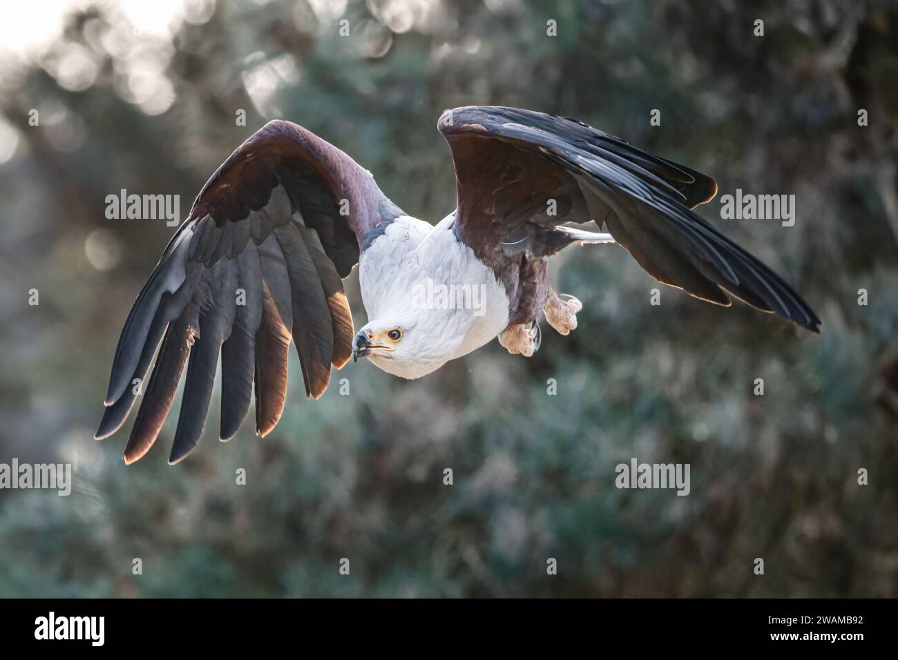 Un maestoso uccello bianco e nero che vola con grazia nell'aria con le sue ali completamente estese Foto Stock