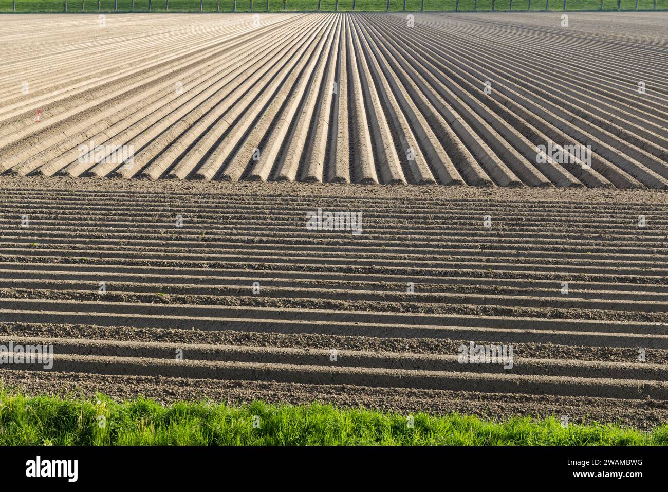 Vista primaverile del campo di patate subito dopo la semina, Paesi Bassi Foto Stock