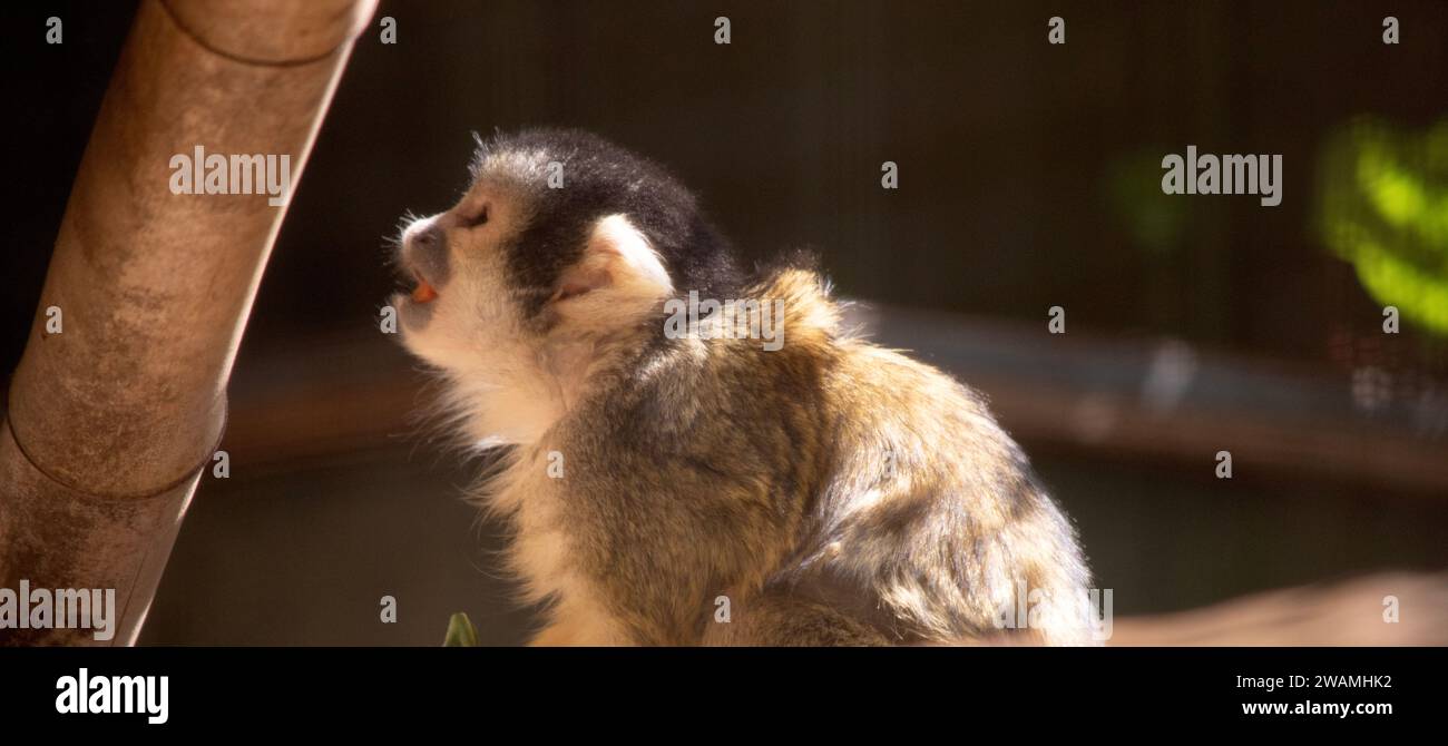 La scimmia dello scoiattolo boliviano ha una piccola faccia color crema con un naso e una museruola neri. Ha anche una coda sottile che è molto più lunga del suo corpo Foto Stock