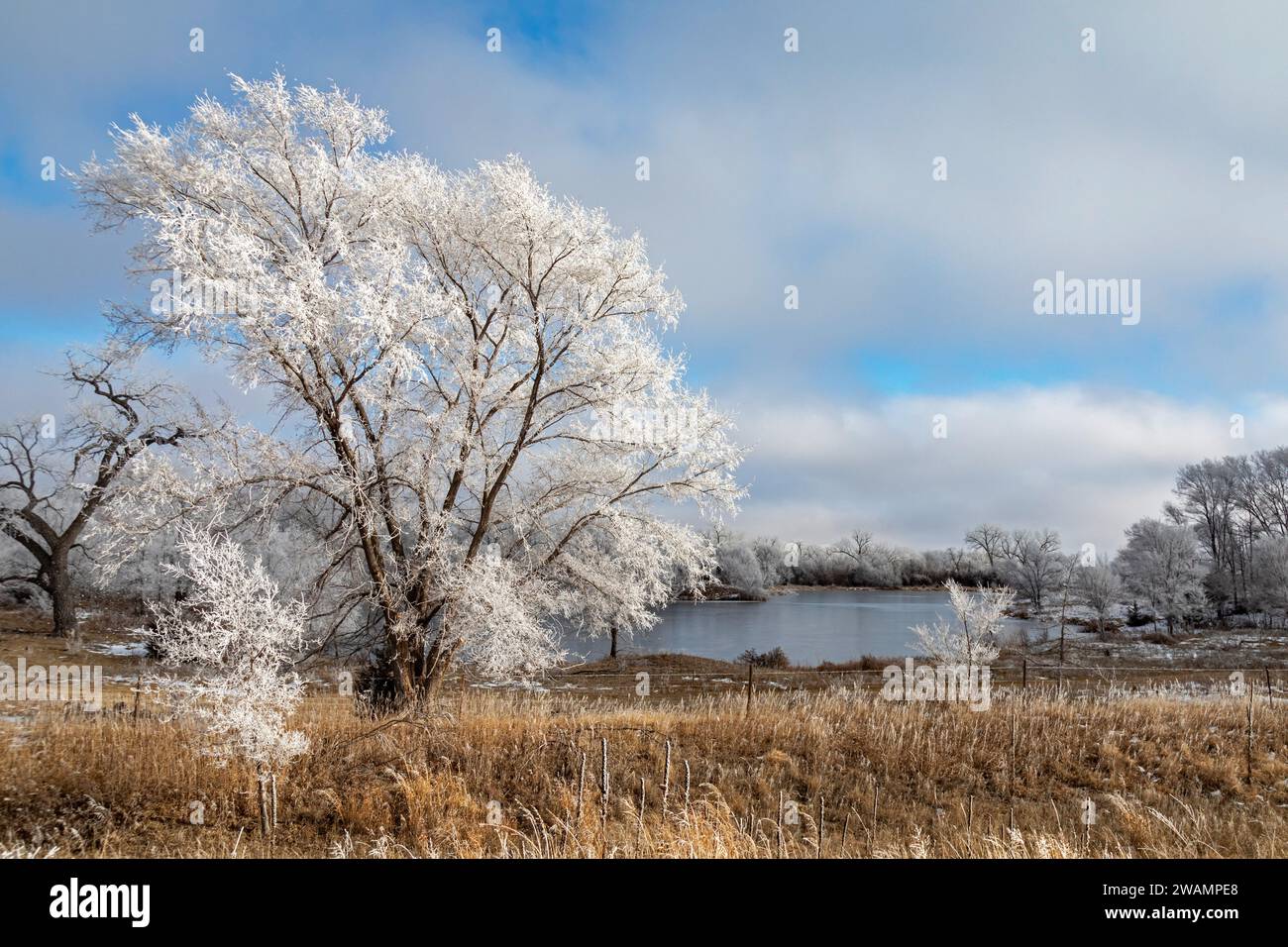 Kearney, Nebraska - ghiaccio sugli alberi lungo il fiume Platte in un giorno di gennaio. Foto Stock