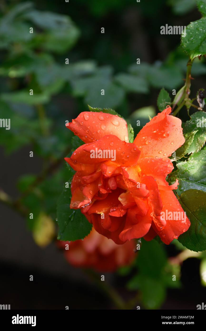 Rosa colorata in corallo, gocce di pioggia sui petali, giardino dopo pioggia, fragrante aroma fiorito, fiore estivo, rose rampicanti, luce del sole, foglie verdi. Foto Stock