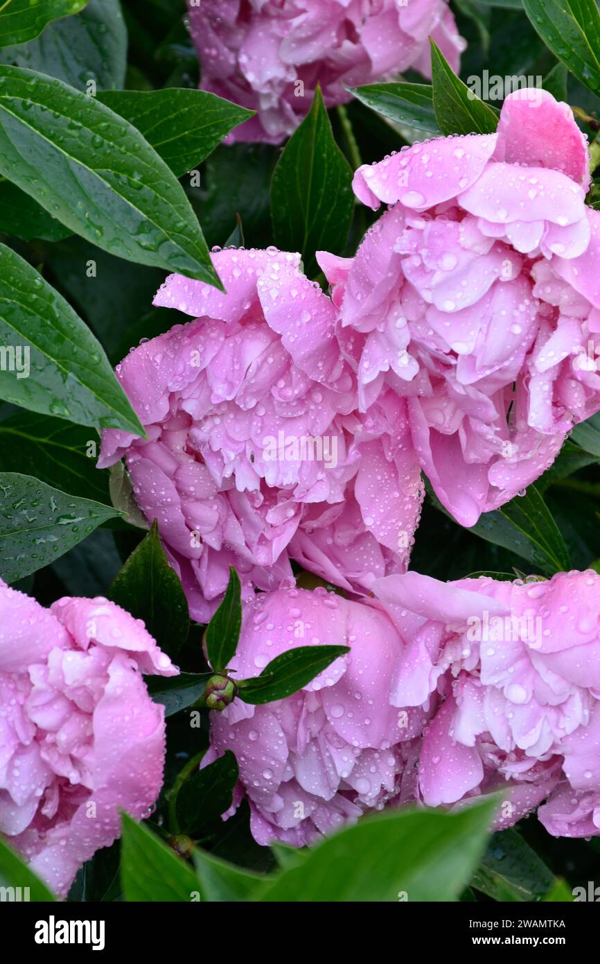 Fiori di peonia rosa, gocce di pioggia sui petali, giardino lungoso, foglie verdi scure dopo la pioggia, fragrante aroma fiorito, fiori primaverili, petali in fiore. Foto Stock