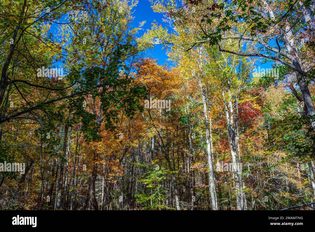 Gum Swamp a Cades Cove, Great Smoky Mountains National Park Foto Stock
