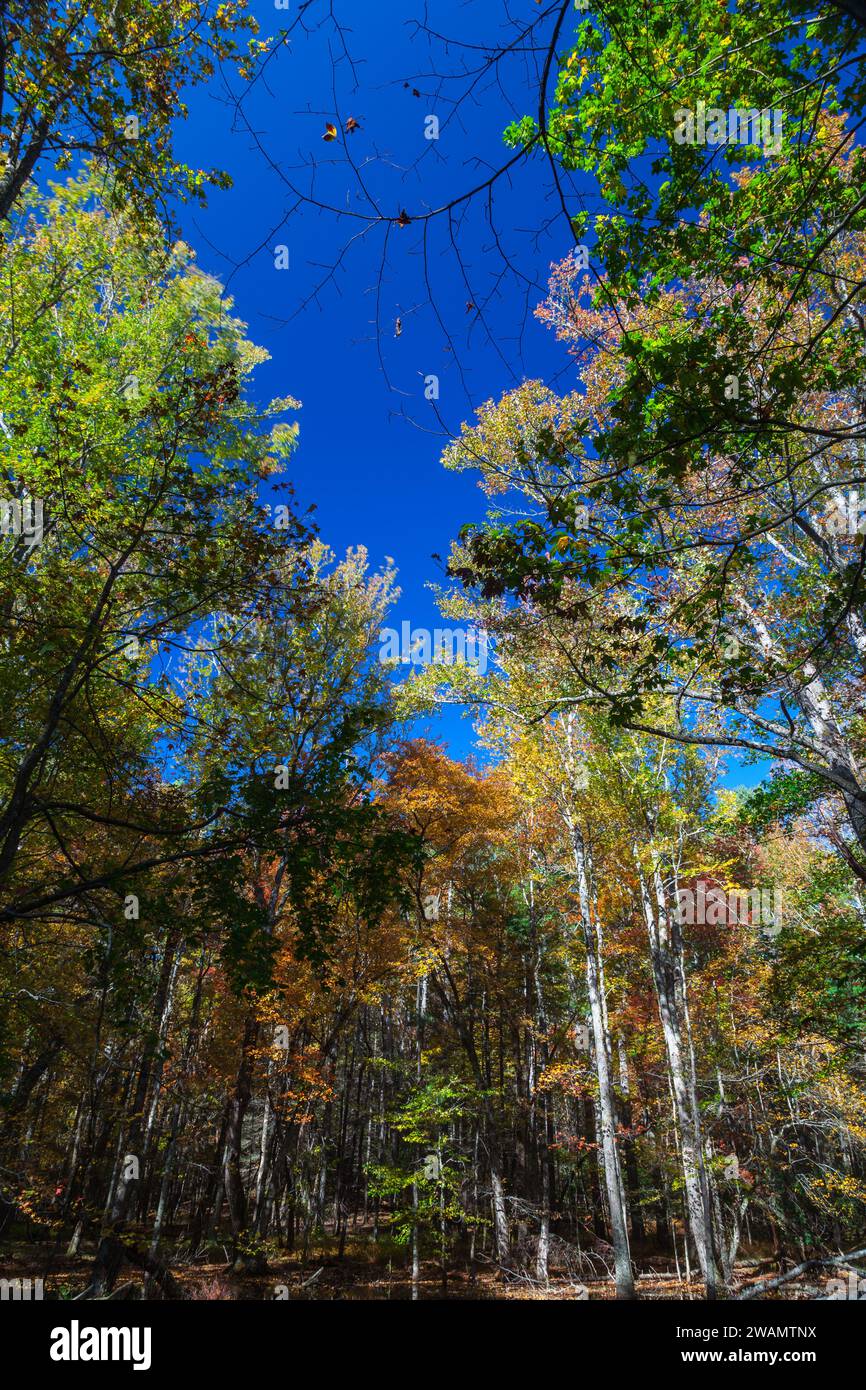 Gum Swamp a Cades Cove, Great Smoky Mountains National Park Foto Stock
