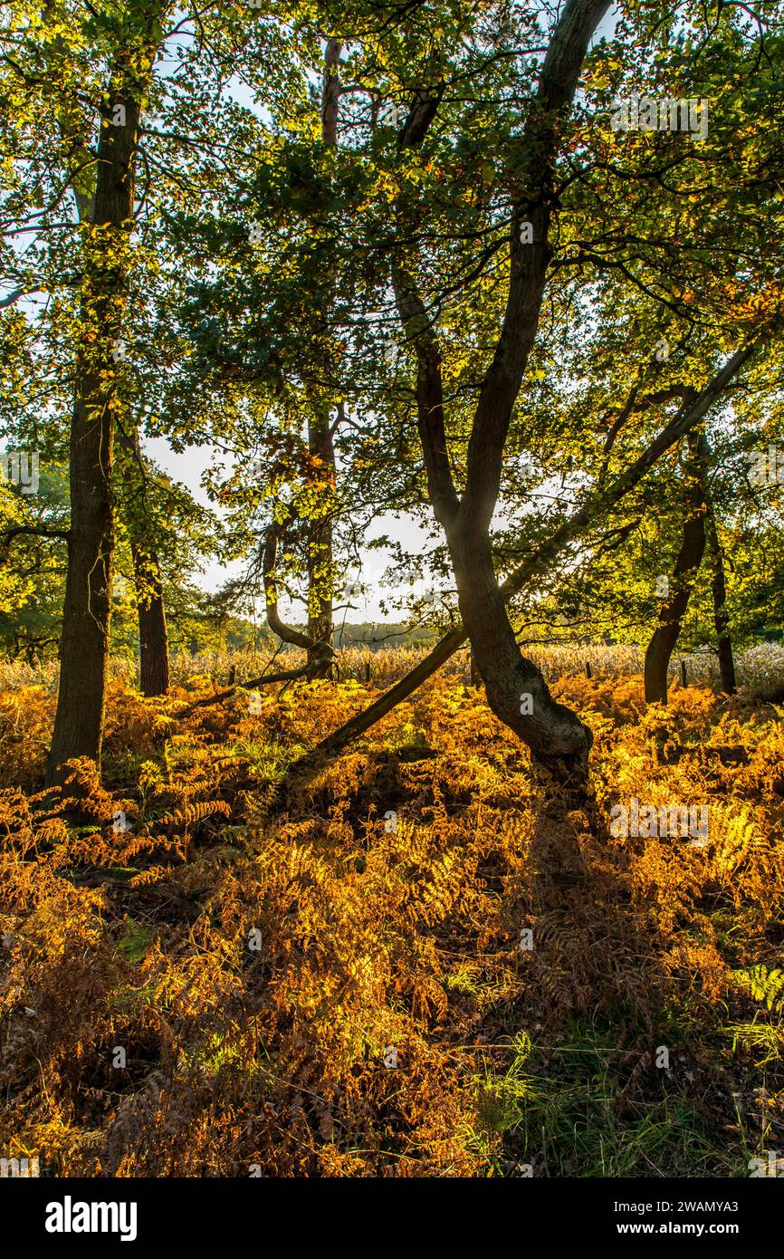 Diersfordter Wald, nel Parco Naturale Hohe Mark Westmünsterland, foresta, nei pressi di Wesel, parte del sentiero escursionistico Hohe Mark Steig, Wesel, NRW, Germania, Foto Stock