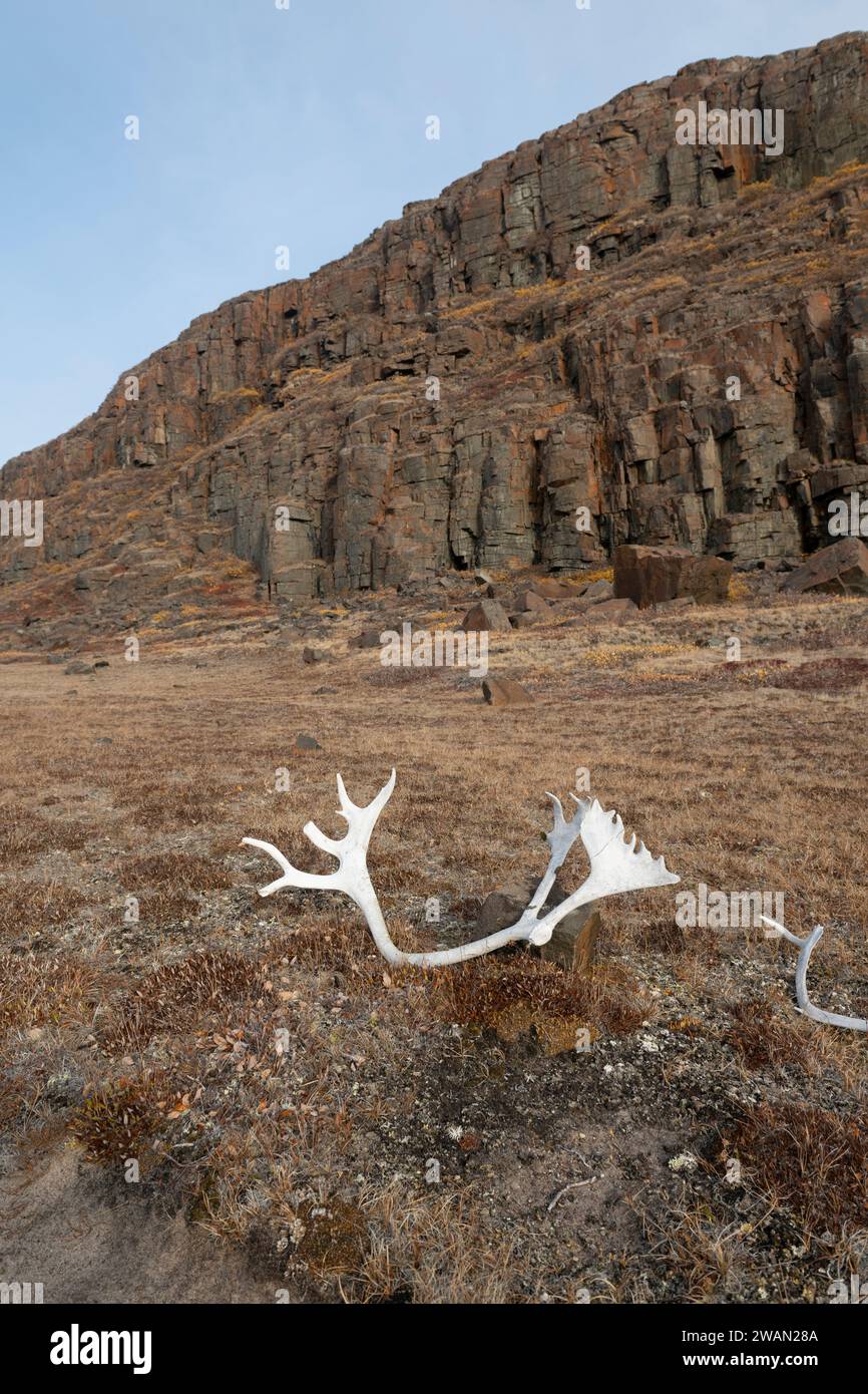 Canada, Nunavut, Isola di Edimburgo. Paludi Caribou in un paesaggio erboso. Foto Stock