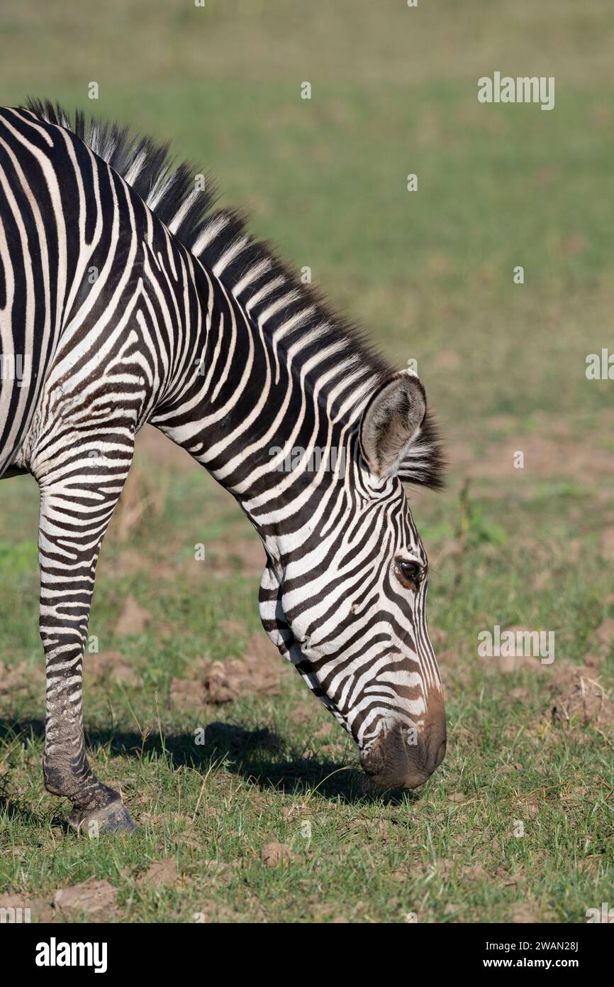 Zambia, South Luangwa NP. Pascolo zebra di Crawshay (Equus quagga crawshayi). Foto Stock