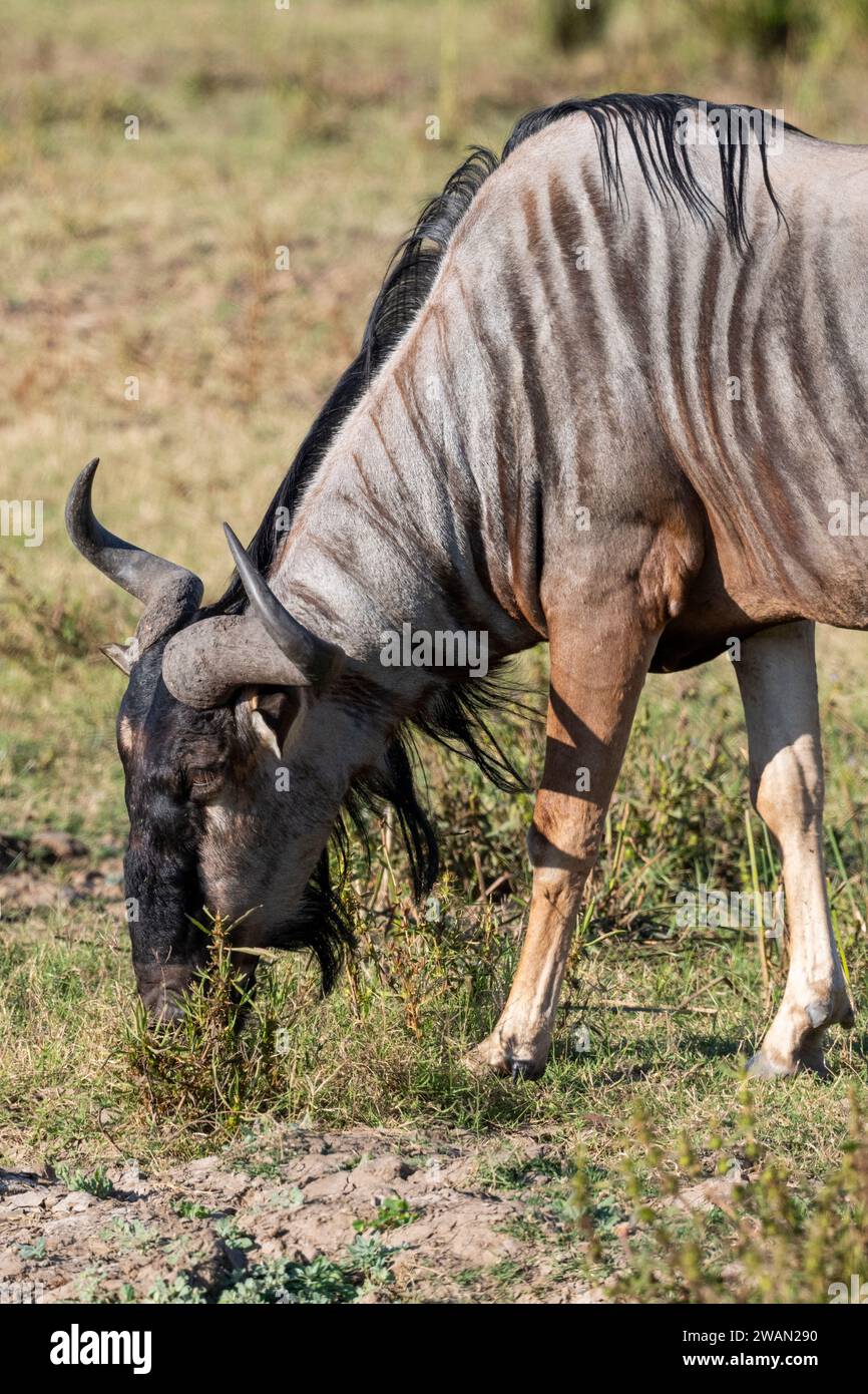 Africa, Zambia, Sud Luangwa. Gli GNU di Cookson (Connochaetes taurinus cooksoni) sottospecie degli GNU blu. Endemica dell'Africa meridionale. Foto Stock