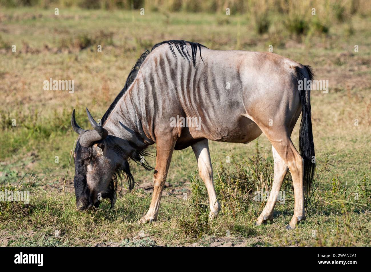 Africa, Zambia, Sud Luangwa. Gli GNU di Cookson (Connochaetes taurinus cooksoni) sottospecie degli GNU blu. Endemica dell'Africa meridionale. Foto Stock